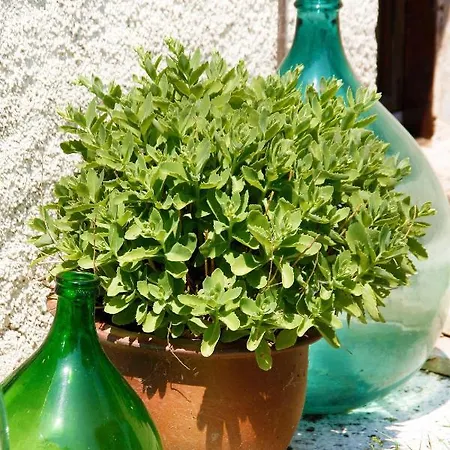 I Magnoni アパート ペルゴラ